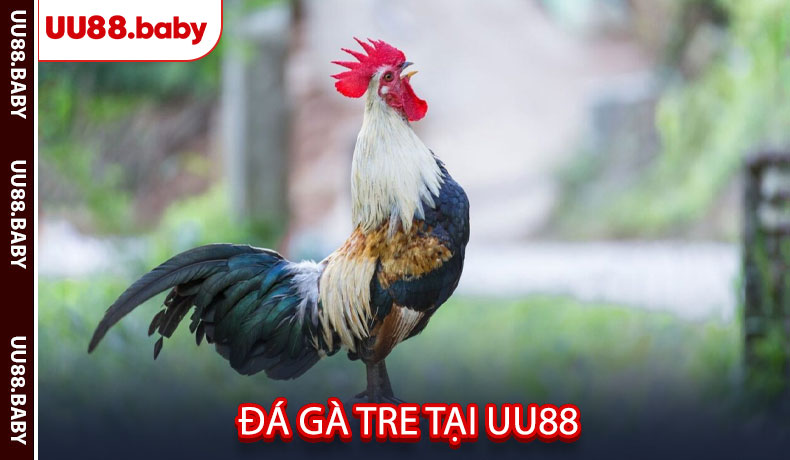 Đá gà tre