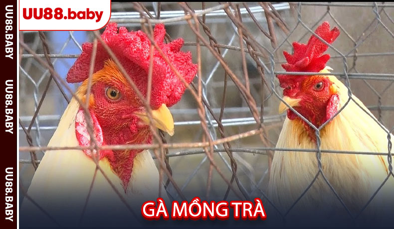 Gà Mồng Trà